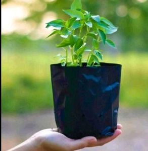 POLYBAG