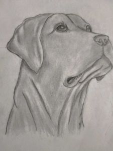 Labra Dog Sketch