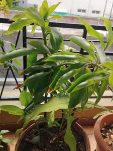 Insulin Plant