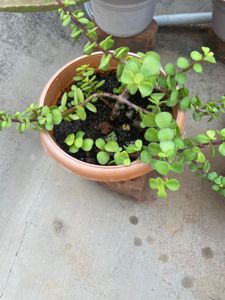 Live Plant For Sale