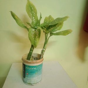 Dieffenbachia Camilla Plant