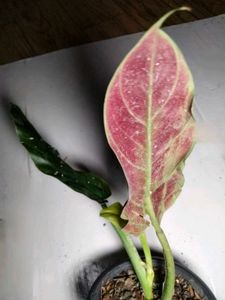 Assorted  Plants