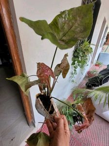 Set Arrowhead Vine &amp; Pandanus Veitchii Plants