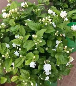 2 No Jasmin Rooted Plant