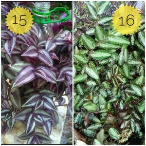 You Can Select 10 Live Root Plants