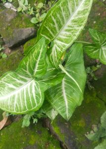 Syngonium Plant