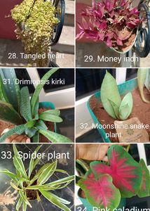 Plants