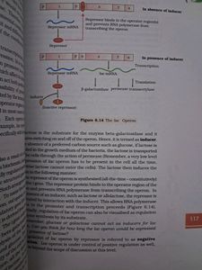 Class 12 Biology Text Book, Ncert