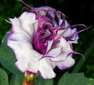 Multy Layer Voilet Colour  Dhutra Plants ,Lord Shiva&#39;s Favourite Flower , Pack Of 1
