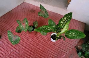 Set 2 Dieffenbchi &amp; Calcium Biclor Plants