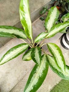 Indoor Plants Combo Offer