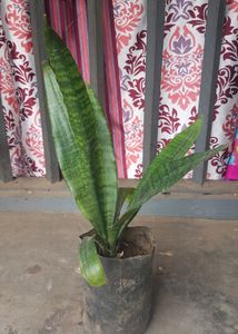 Snake Plant