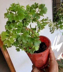 Set 4 Pandanus Veitchii&amp; Never.&amp;Purple Heart &amp;ming