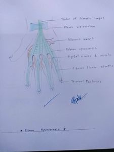 Anatomy Hand Drawn All Colourful Labelled Diagrams