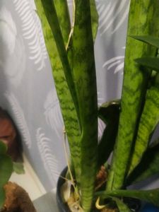 Long Leaf Snake Airpurifying Plant