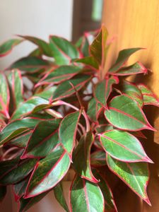 Aglaonema Plant