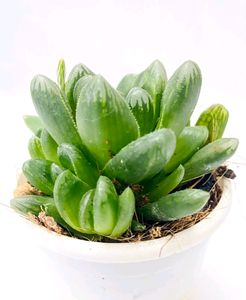 Haworthia Truncata