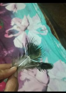 मोर पंख With Chapa