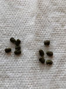 White Aparajita Seeds