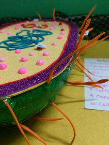 Bacteria Cell Model