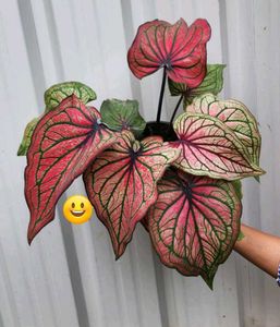 Rare Thai Variety