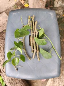 Giloy Natural Plants