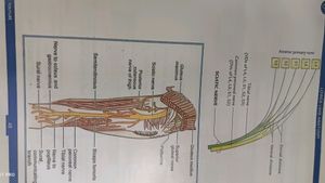 1 St Year Mbbs Anatomy Notes ( Johari ) Vol -1