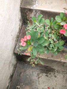 Coron Of Thorn ( Milli   )flower Plant