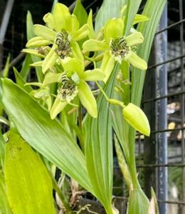 Green Coloured Flowered Orchids