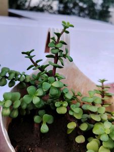 Jade Plant