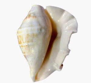 Pooja Shank Or Seashell