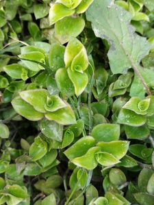 Callisia Repens Hanging Plant