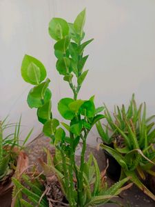 Stems Of Naagdon,Modern Plants Live Naagdon/Nagdon Medicinal Plant