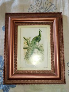 Framed Peacock Print🎉🎊🎊