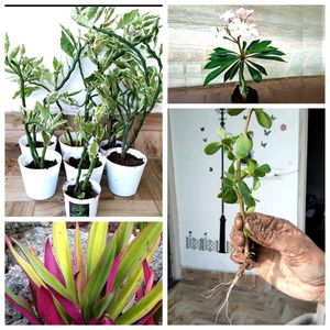 4 Rooted Plant
