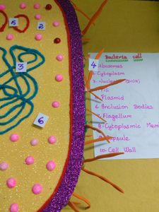 Bacteria Cell Model