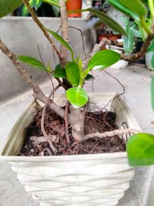Ficus N Aralia Bonsai Combo Offer