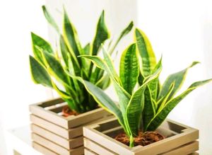 Snake Plant Variegated