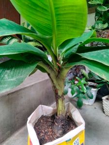 Banana ,Fishbone Cactus N Aglonema Combo