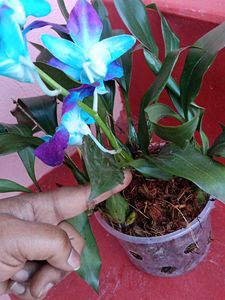 Orchids Hurry Limited Stock