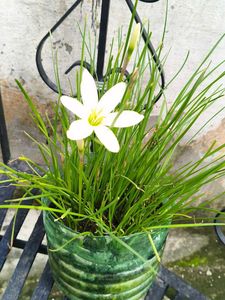 White Kesar Beautiful Plant