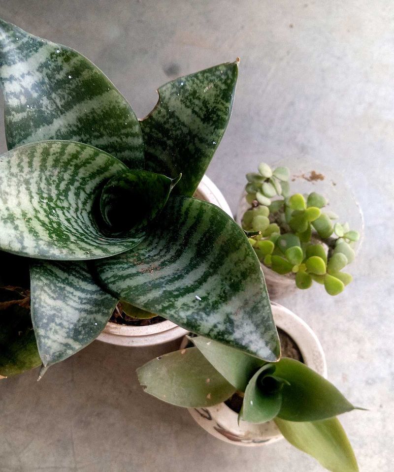 Combo Of Succulent