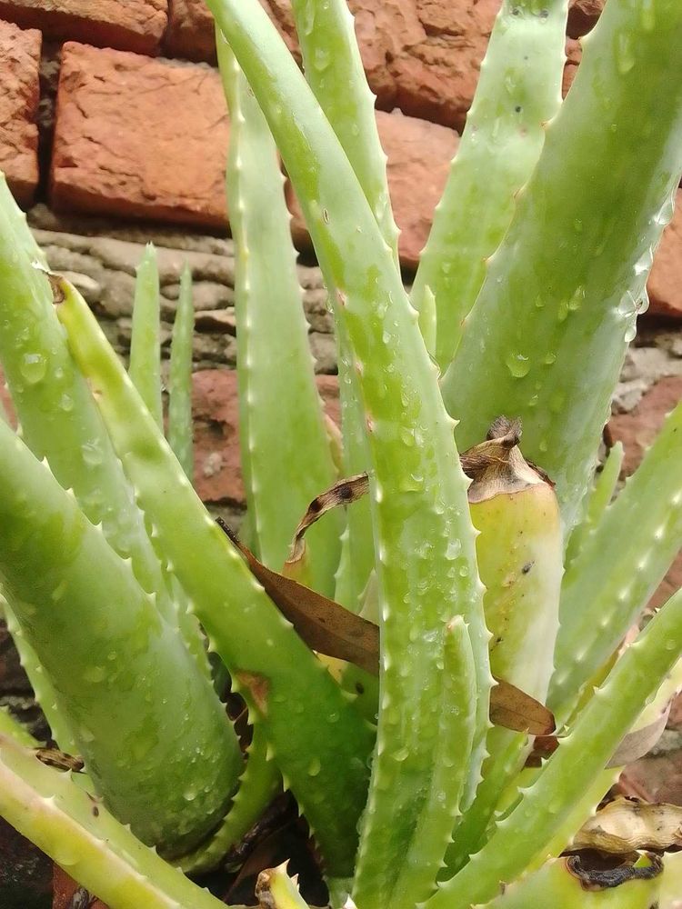 Aloe Vera Plant Approx 250 Gram