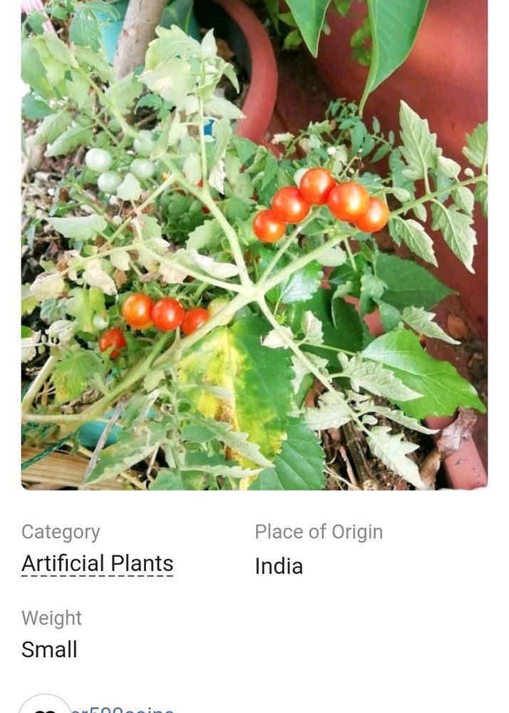 I Am Selling Tomato Bijes
