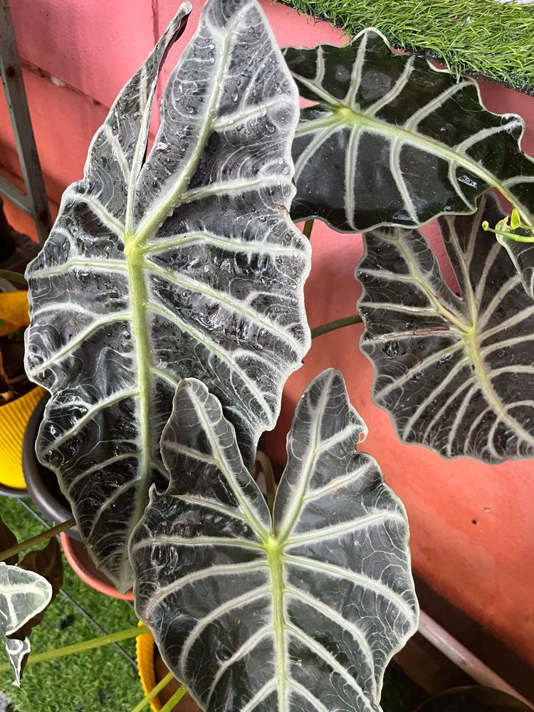 Alocasia amazonica Plant