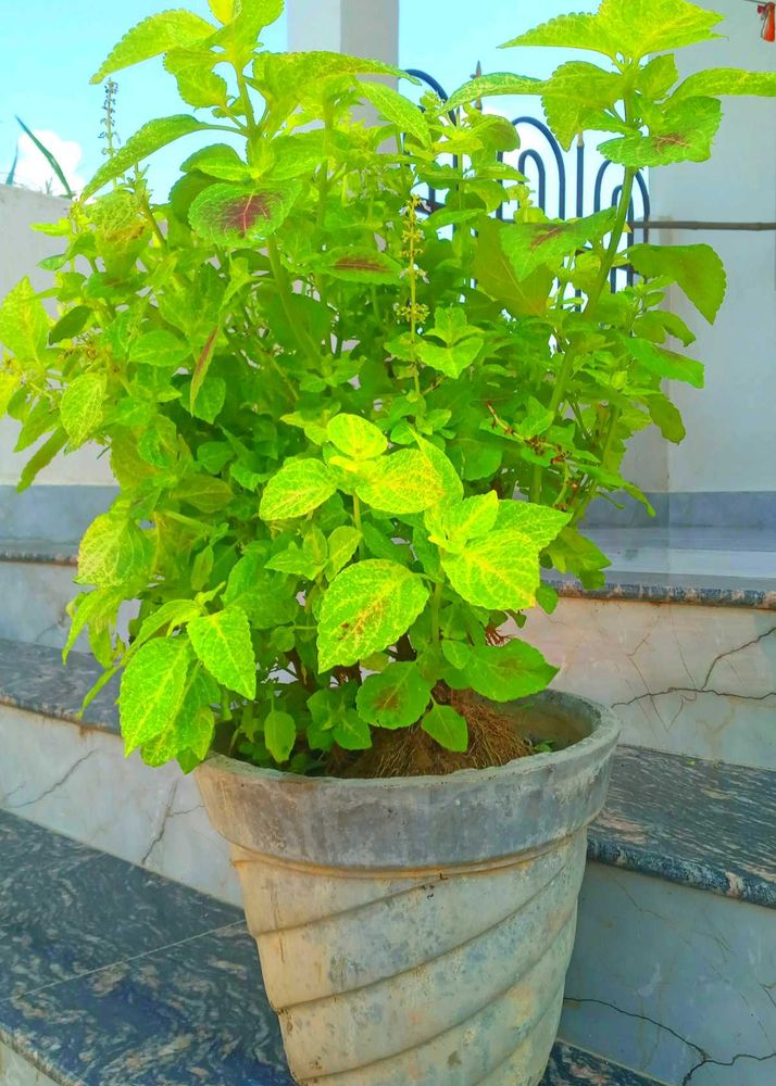 Combo Plant