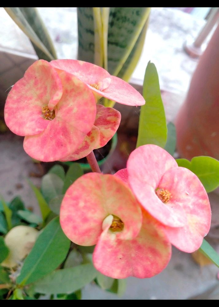 Euphorbia Milii