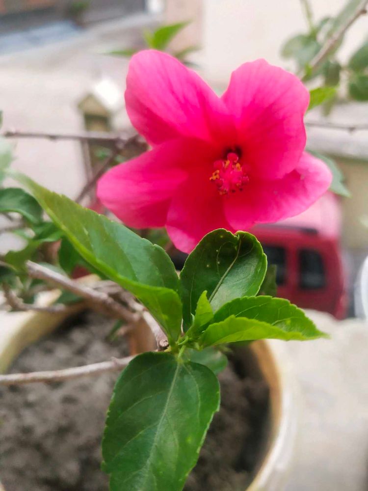 Dark Pink Healthy Hibiscus Flower Plant