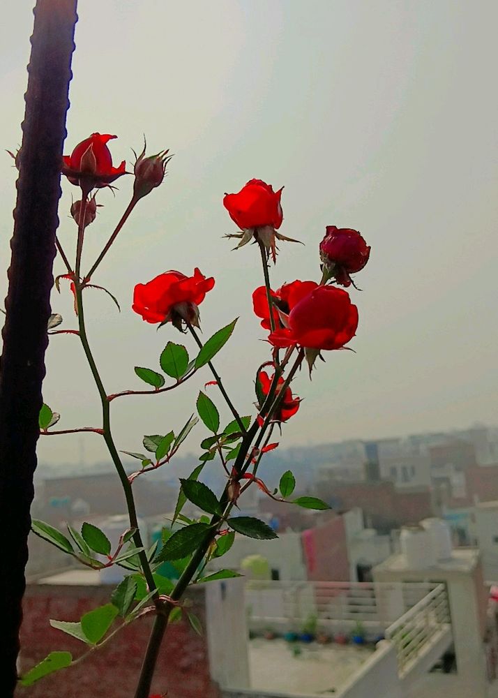 Beautiful Mini Rose Plant Cutting 🥳💐