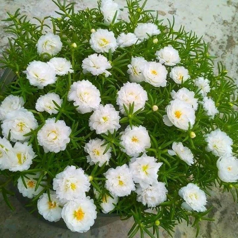 White Portulaca Flower Plants With Roots
